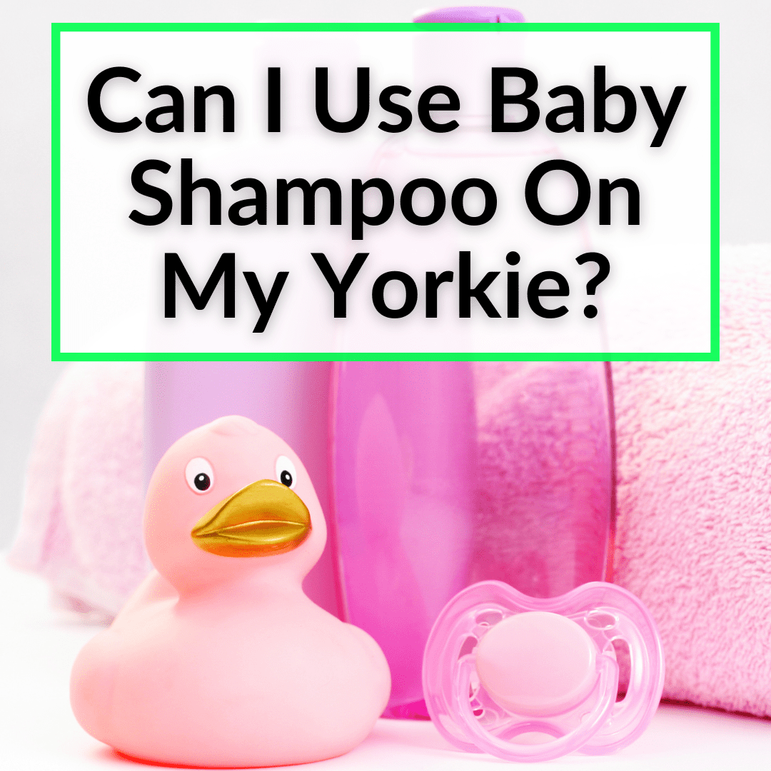 Can I Use Baby Shampoo On My Yorkie