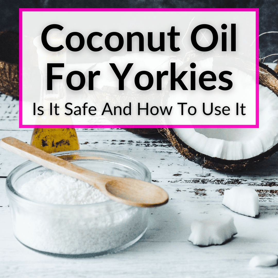 Coconut Oil For Yorkies
