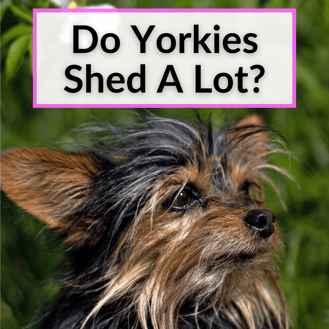 Do Yorkies Shed A Lot