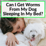 Can I Get Worms From My Dog Sleeping In My Bed