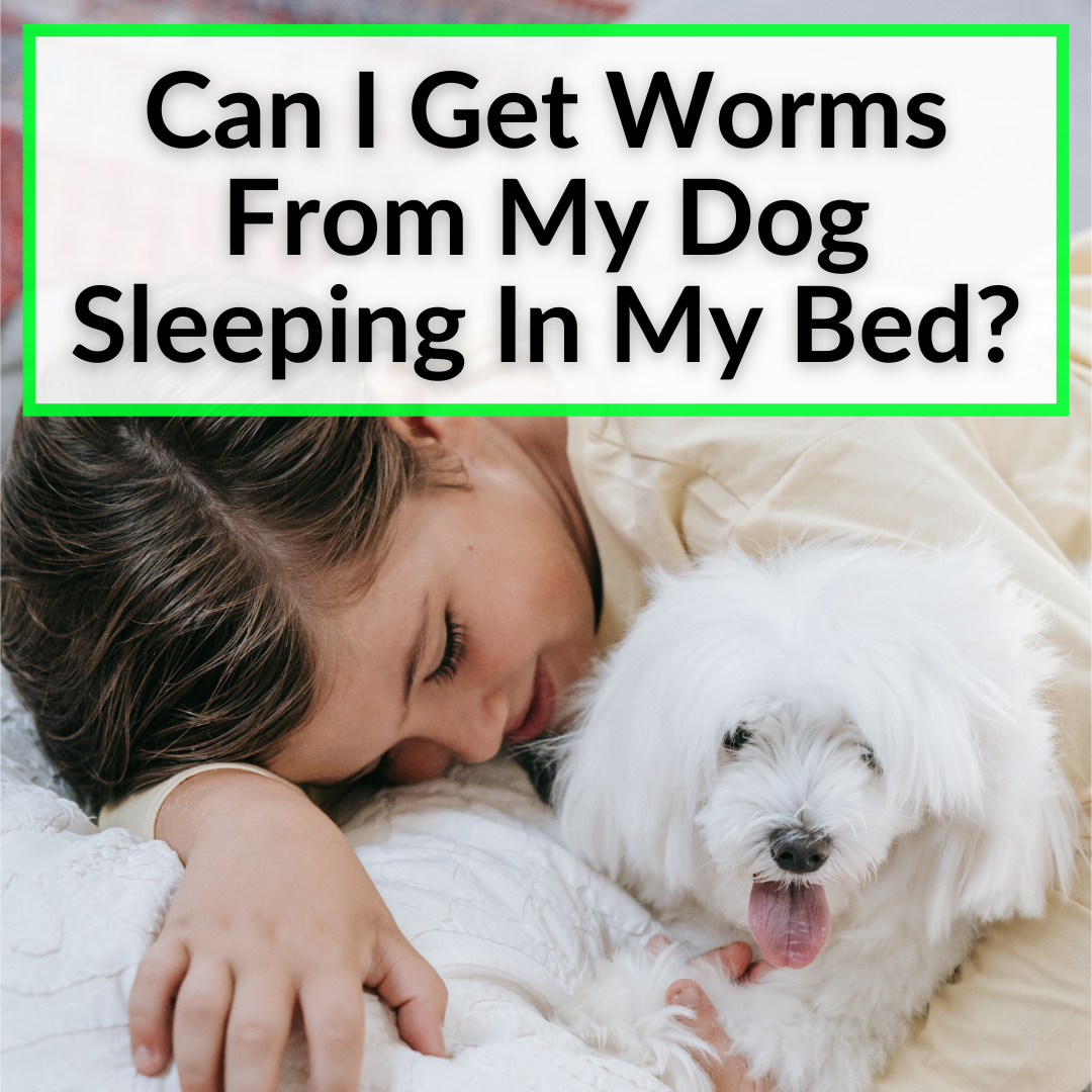 Can Baby Get Tapeworm From Dog