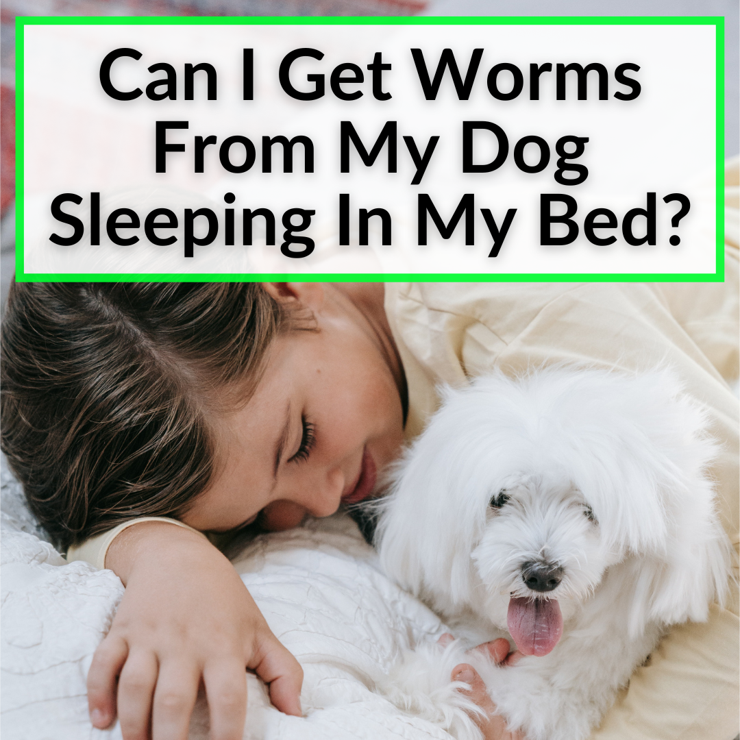 can you get worms from your dog sleeping in your bed