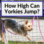 How High Can Yorkies Jump