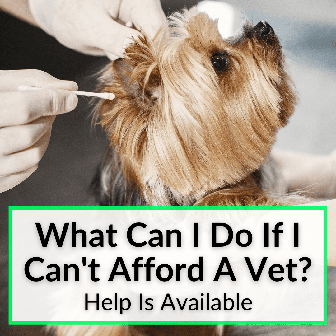what can i do if i cant afford a vet