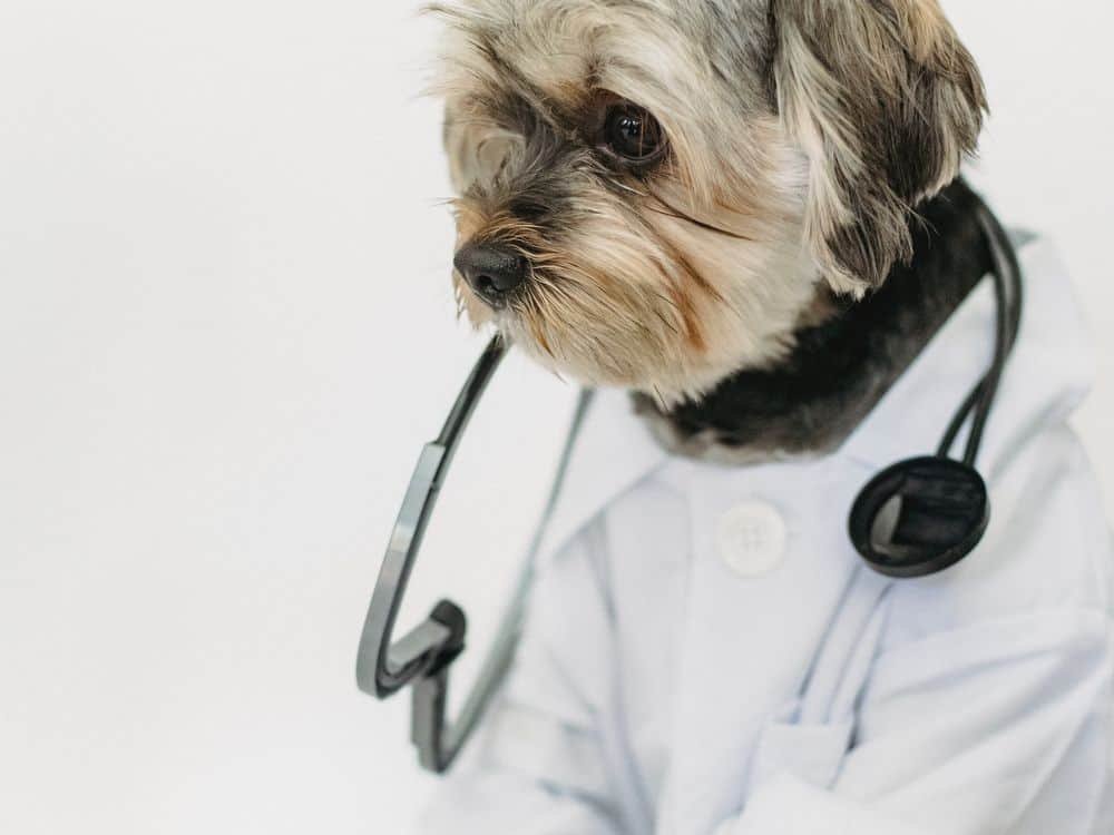 Are Yorkies Smart? (How Intelligent Are Yorkshire Terriers?)