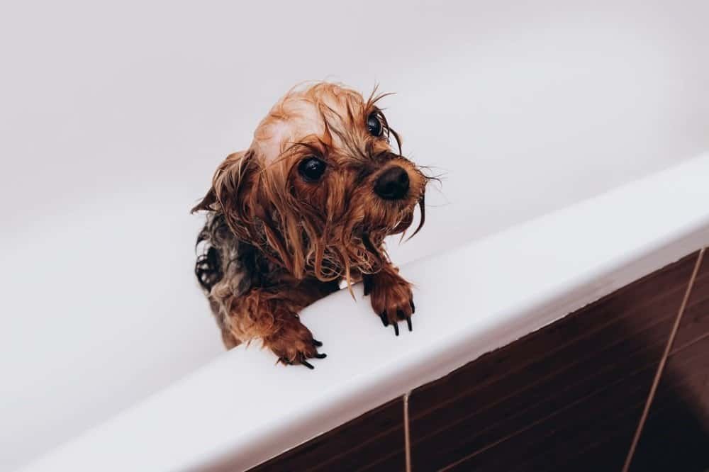 how often can i shower my yorkie