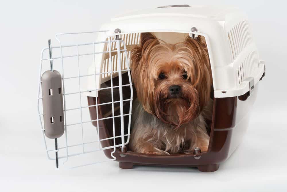 transporting yorkie to scheduled vaccination in crate