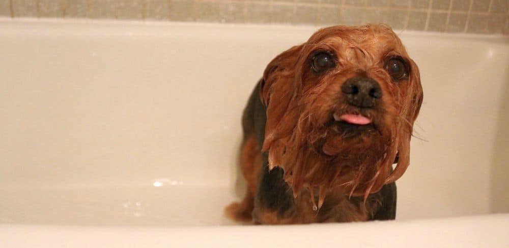 when can you bathe a yorkie puppy