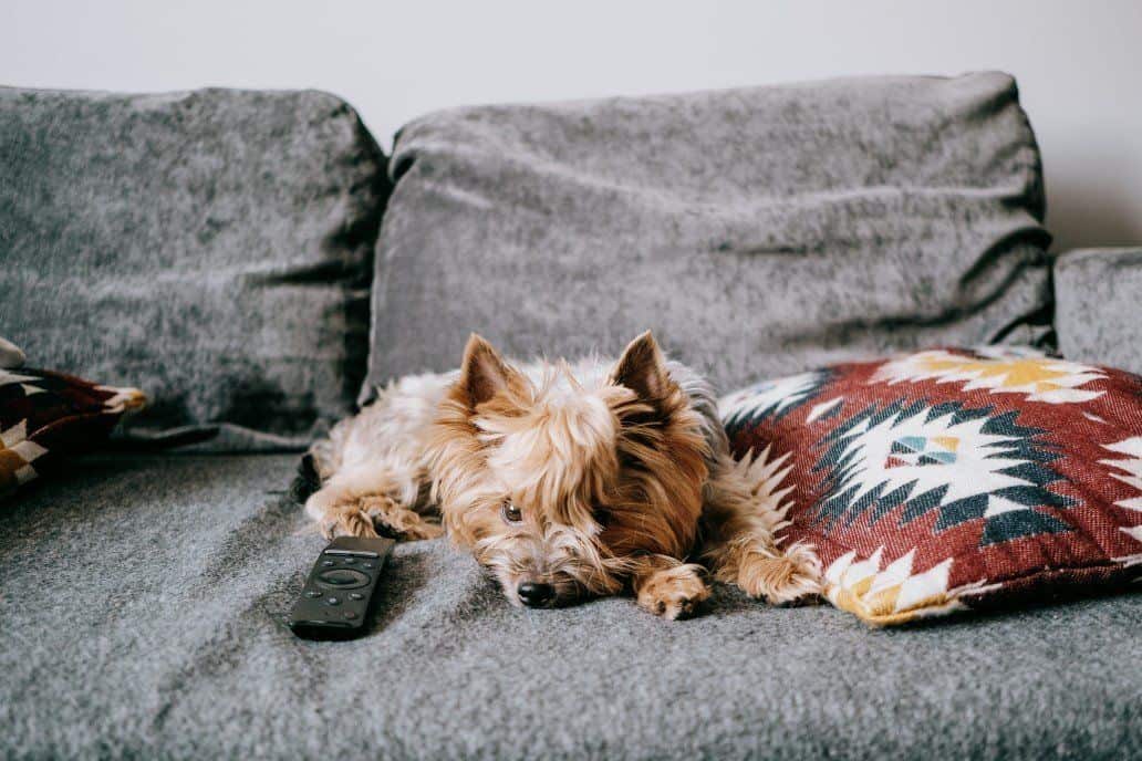 yorkshire terrier jumped on sofa