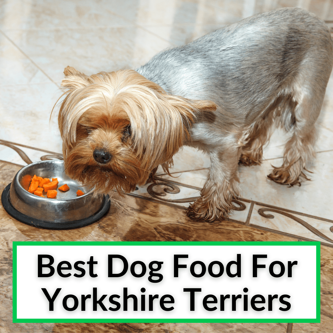 Best Dog Food For Yorkshire Terriers
