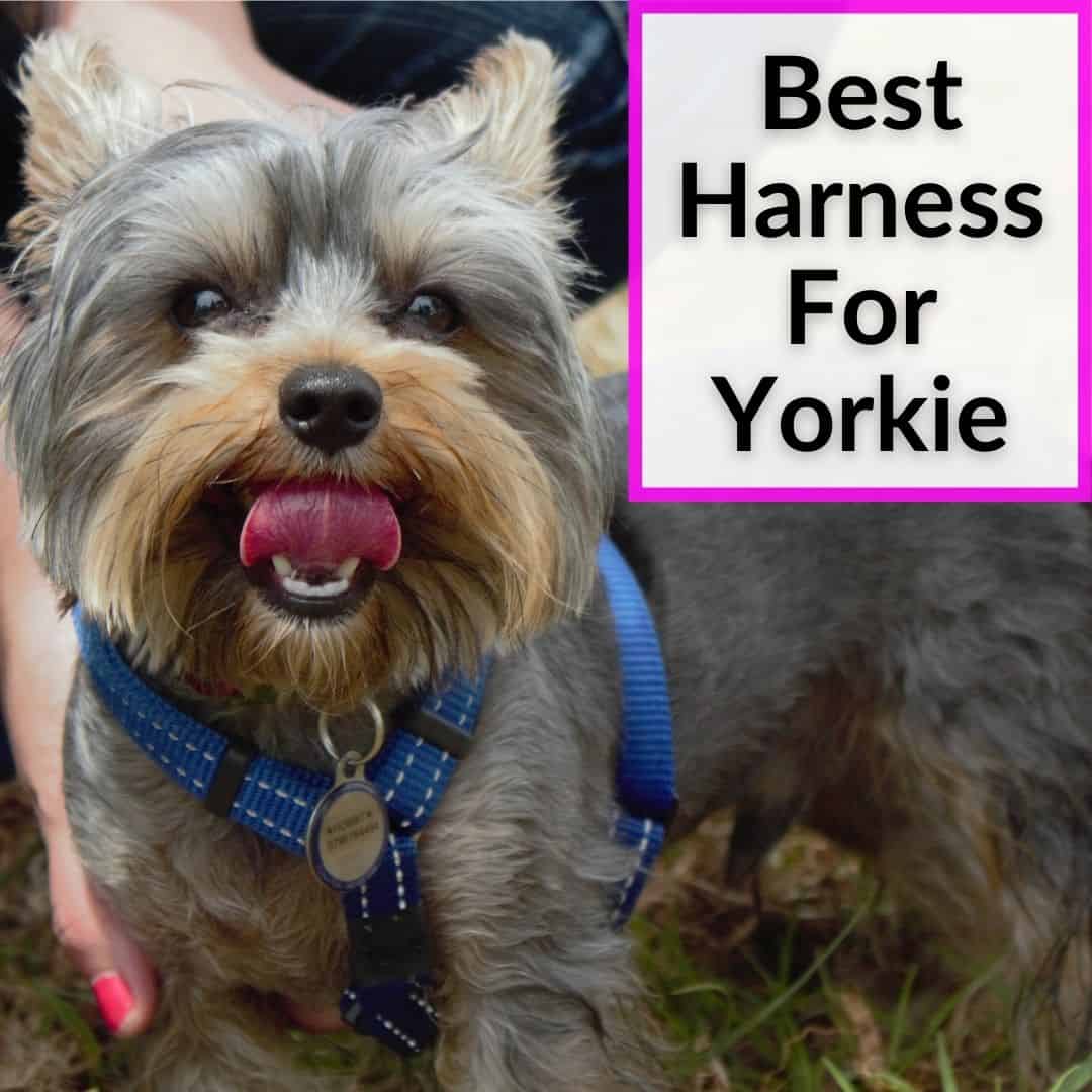 Best Harness For Yorkie