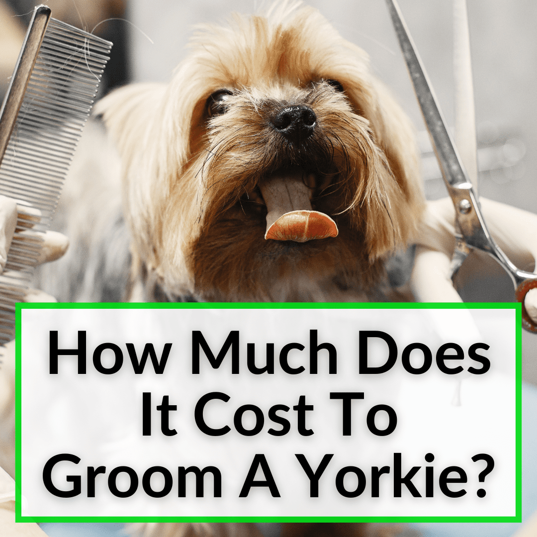 How Much Does It Cost To Groom A Yorkie?