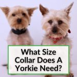 What Size Collar Does A Yorkie Need
