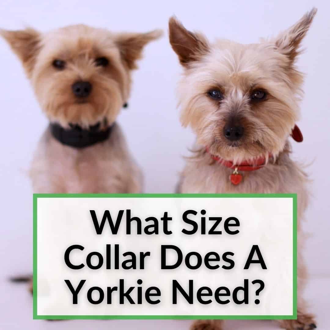 Do Yorkies Have Different Sizes