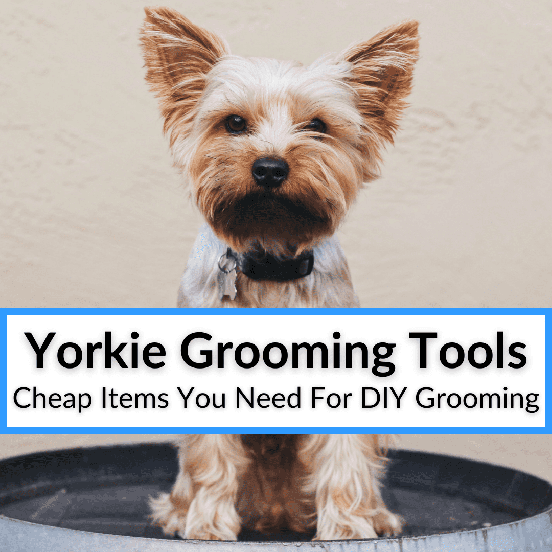 yorkie items