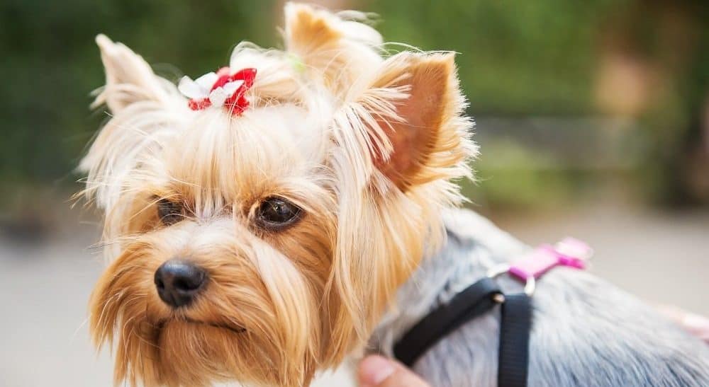 Yorkie in a harness