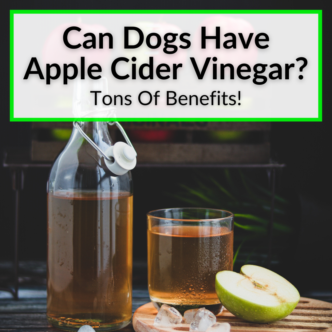 Can Dogs Have Apple Cider Vinegar