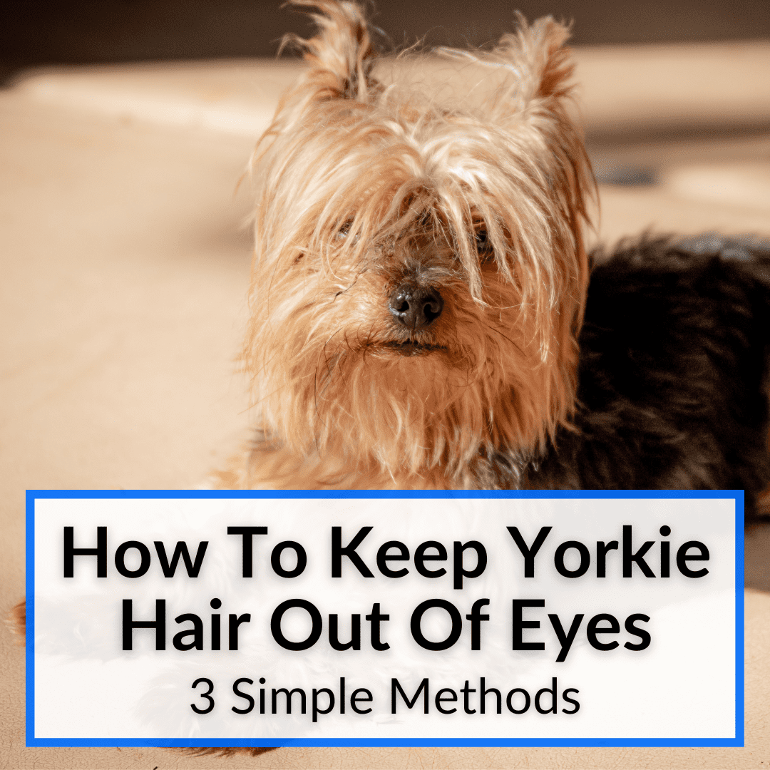 How To Keep Yorkie Hair Out Of Eyes (3 Simple Methods)