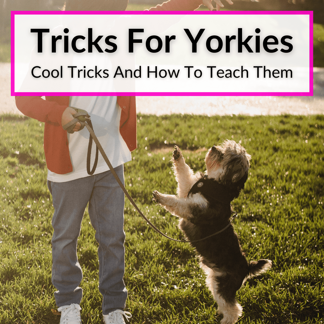 Tricks For Yorkies