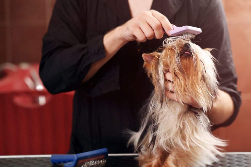 brushing a yorkshire terrier