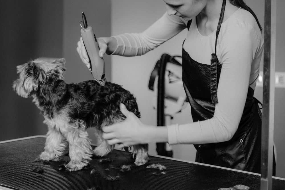 how to give a yorkie a haircut