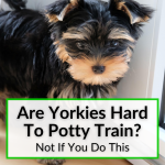 Are Yorkies Hard To Potty Train