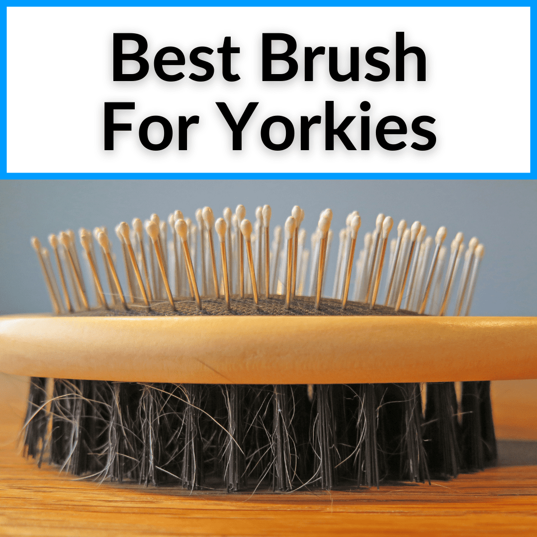 Best Brush For Yorkies
