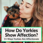 How Do Yorkies Show Affection
