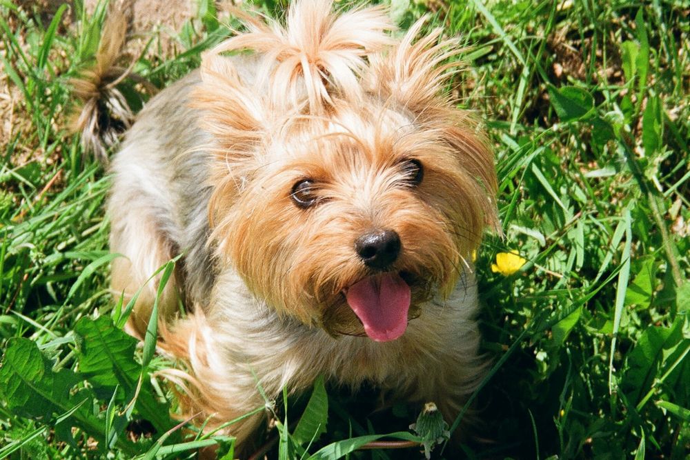 yorkshire terrier giving warm welcome