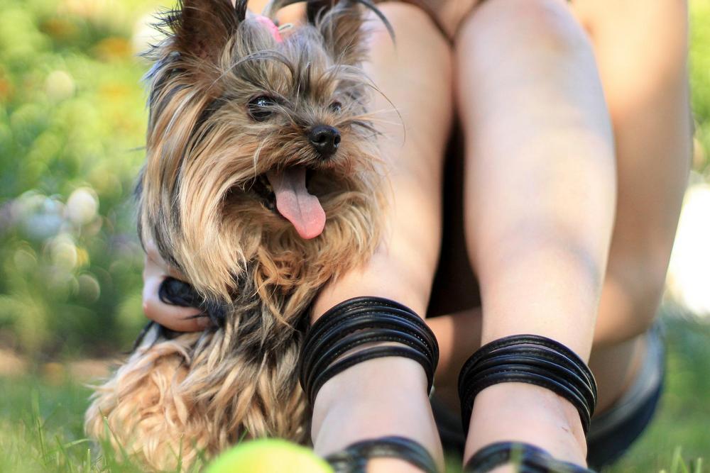 are yorkies affectionate
