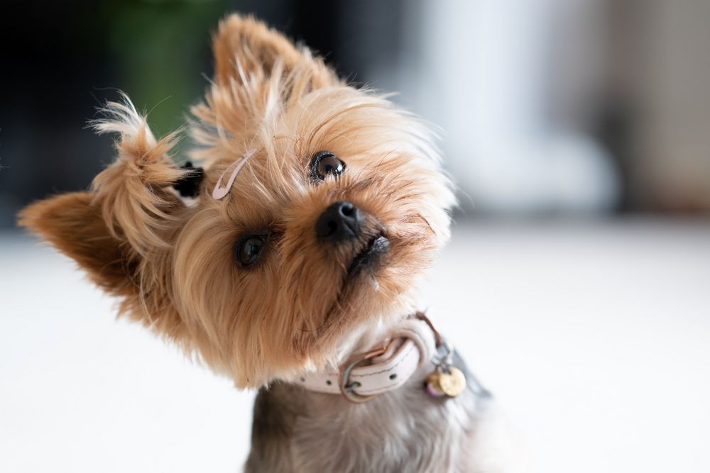 yorkshire terrier making eye contact to demonstrate affection