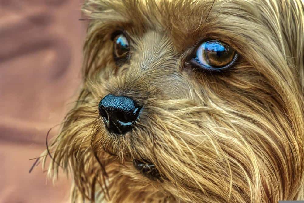 why do yorkies eyes water so much