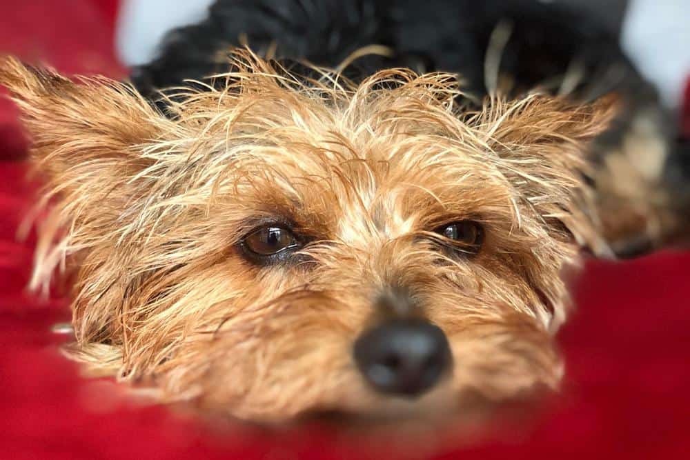 yorkshire terrier eye discharge