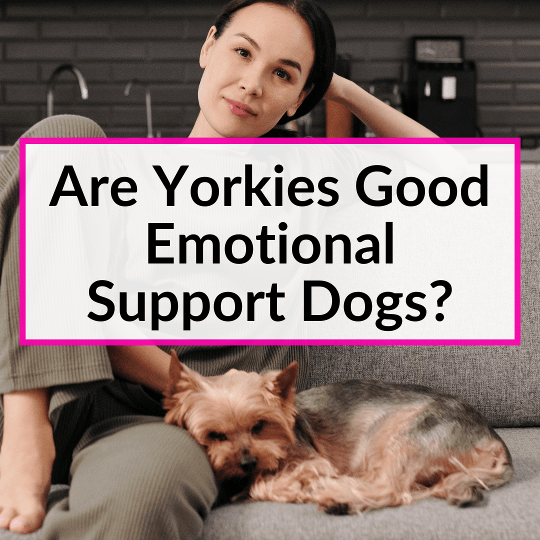 Are Yorkies Good Emotional Support Dogs