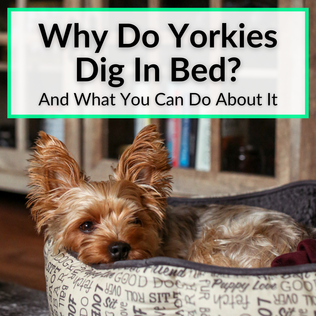 Why Do Yorkies Dig In Bed