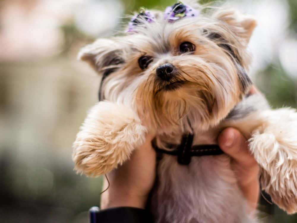 what yorkshire terriers are known for