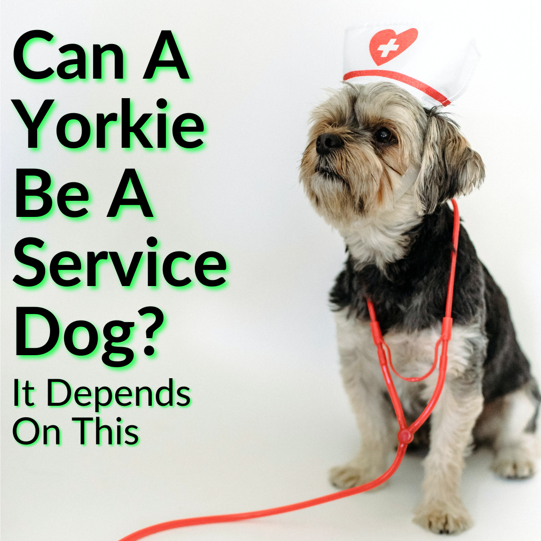 Can A Yorkie Be A Service Dog