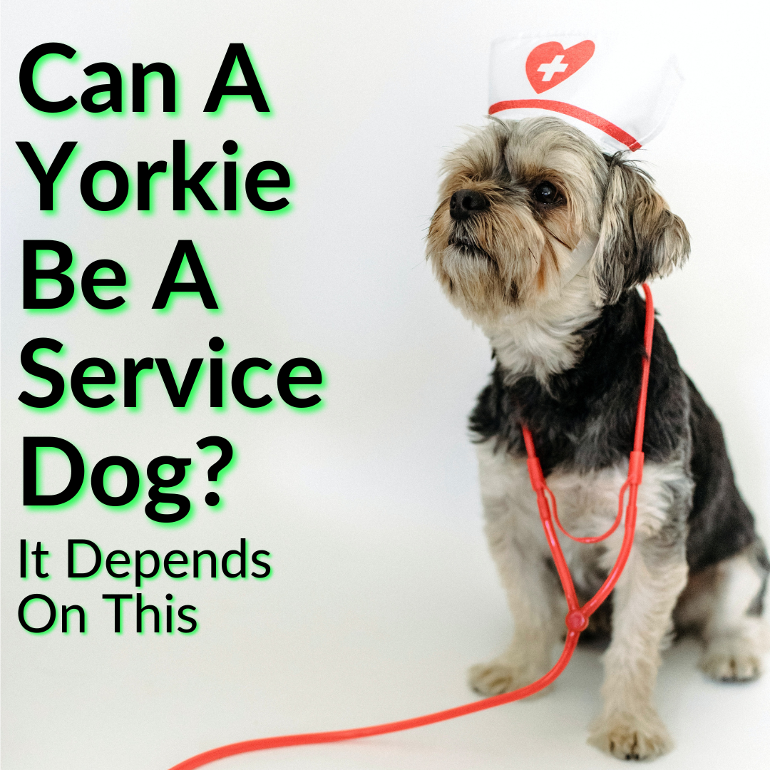 what does it take to be a service dog