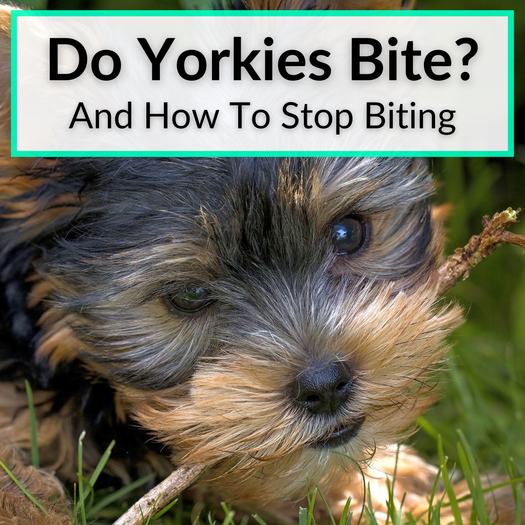 Do Yorkies Bite? (And How To Stop A Yorkie From Biting)