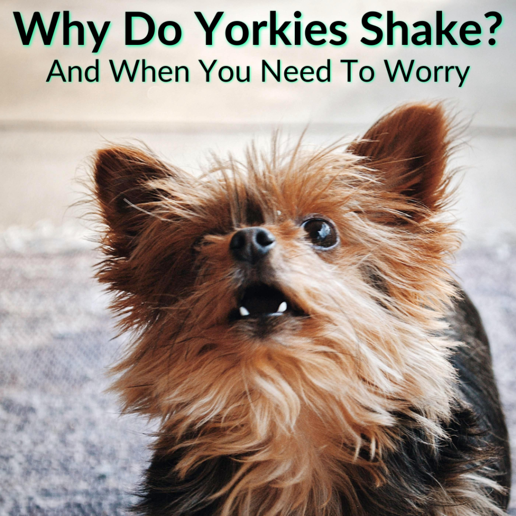 Why Do Yorkies Shake? (And When You Need To Worry)