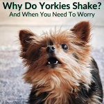 Why Do Yorkies Shake