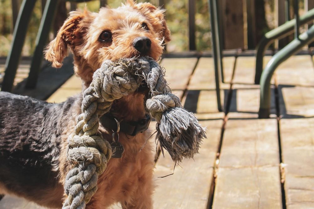 Can A Yorkie Be A Service Dog? (It Depends On This)
