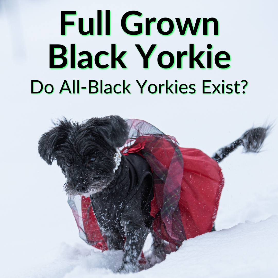 Full Grown Black Yorkie