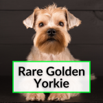 Rare Golden Yorkie