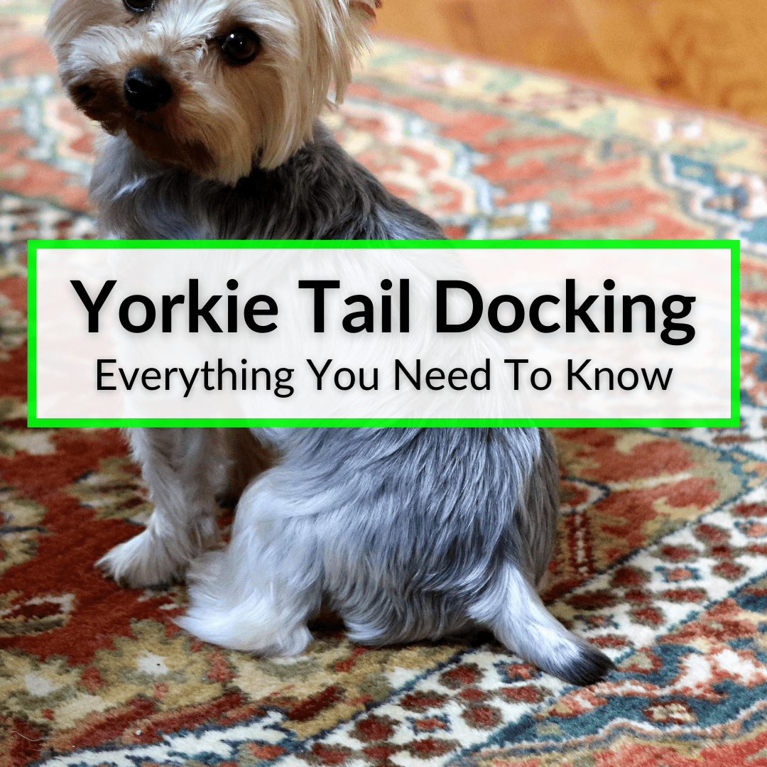 Are Yorkshire Terrier Tails Cut