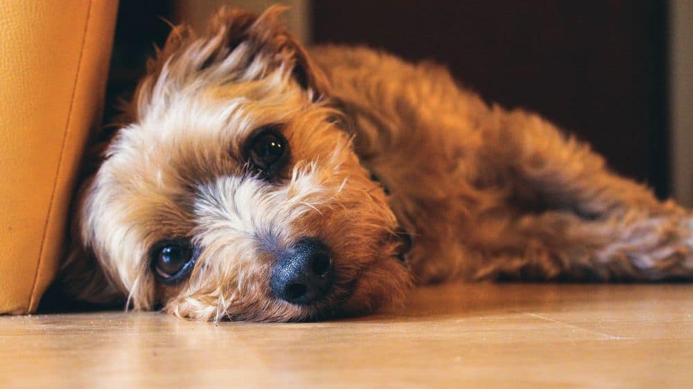 what can i give my yorkie for diarrhea