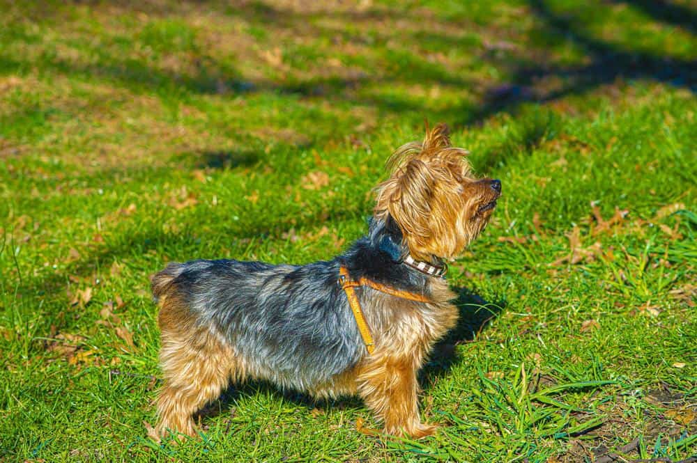 yorkie with cut tail