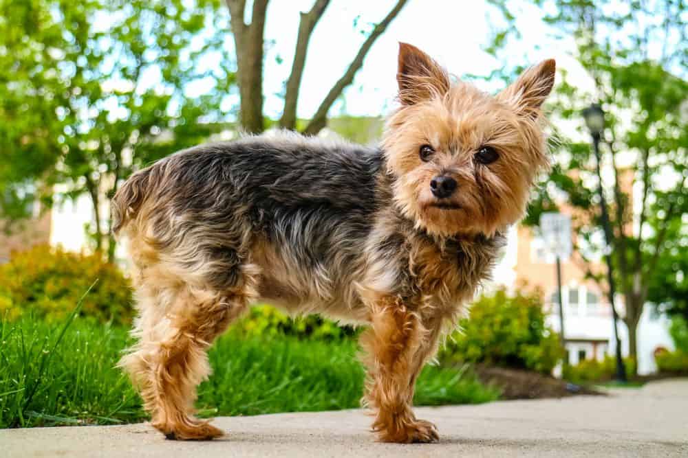 yorkie with stubby tail
