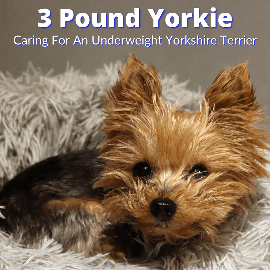 How Do I Know If My Yorkie Is Underweight