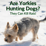 Are Yorkies Hunting Dogs